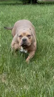 GHOST (Pocket American Bully), a male American Bully for sale in Pikesville, MD – 4 of 8