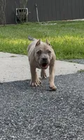 SEMMI (American Bully Puppy), a male American Bully for sale in Pikesville, MD – 8 of 8