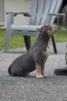 Xena ( Blue tri female American Bully), a female American Bully for sale in Pikesville, MD – 4 of 7