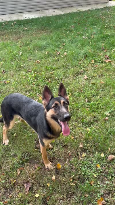 Nala, a female German Shepherd Dog for sale in Rockford, IL – 5 of 5