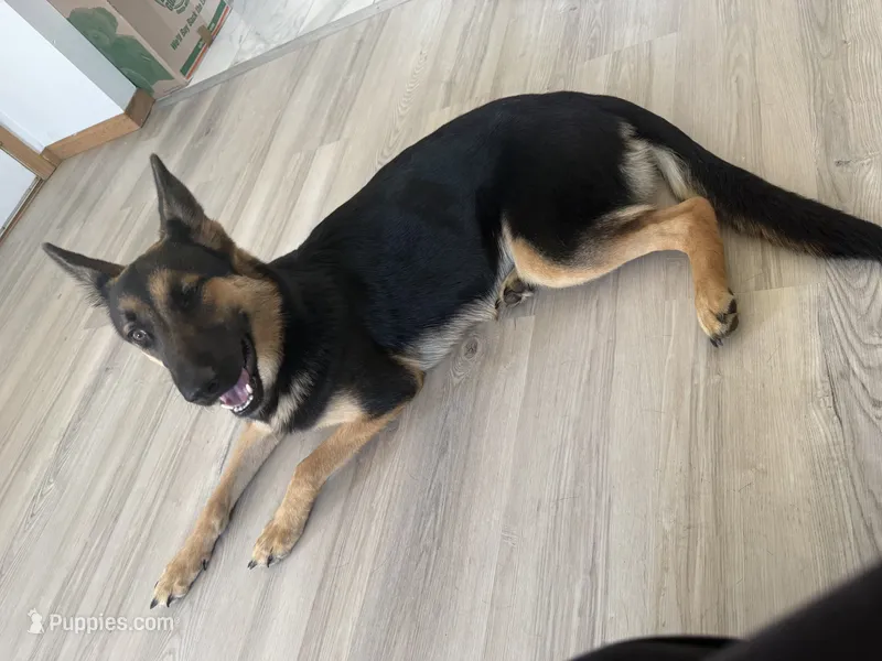 Nala – German Shepherd Dog puppy for sale in Rockford, IL