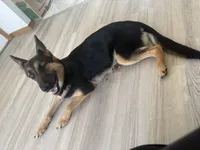 Nala, a female German Shepherd Dog for sale in Rockford, IL – 1 of 5