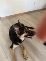 Nala, a female German Shepherd Dog for sale in Rockford, IL – 2 of 5