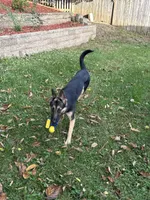 Nala, a female German Shepherd Dog for sale in Rockford, IL – 3 of 5