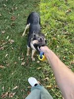 Nala, a female German Shepherd Dog for sale in Rockford, IL – 4 of 5