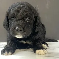 Black girl-financing available, a female Goldendoodle and Poodle - Standard  for sale in Poplar Bluff, MO – Photo 8 of 10