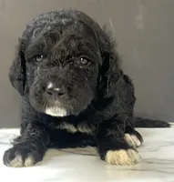 processed/511e8f65-9010-4d58-84bf-2e1c98ec2dfd/listing/41de69d8-cdd0-436c-82a1-11dffe652065/0bf547ec-2f5b-41b0-9462-af8284b76691