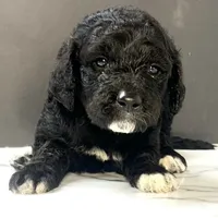 Black girl-financing available, a female Goldendoodle and Poodle - Standard  for sale in Poplar Bluff, MO – Photo 10 of 10