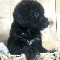 Black girl-financing available, a female Goldendoodle and Poodle - Standard  for sale in Poplar Bluff, MO – Photo 4 of 10