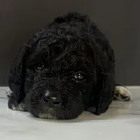 Black girl-financing available, a female Goldendoodle and Poodle - Standard  for sale in Poplar Bluff, MO – Photo 7 of 10