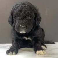Black girl-financing available, a female Goldendoodle and Poodle - Standard  for sale in Poplar Bluff, MO – Photo 6 of 10