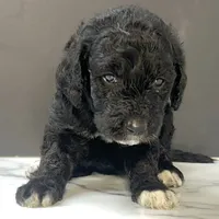 Black girl-financing available, a female Goldendoodle and Poodle - Standard  for sale in Poplar Bluff, MO – Photo 9 of 10