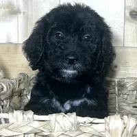 Black girl-financing available, a female Goldendoodle and Poodle - Standard  for sale in Poplar Bluff, MO – Photo 5 of 10