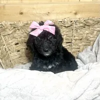 Black girl-financing available, a female Goldendoodle and Poodle - Standard  for sale in Poplar Bluff, MO – Photo 2 of 10