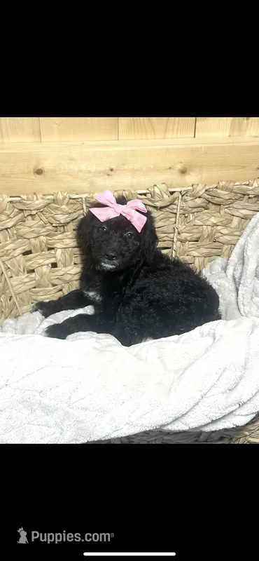 Black girl-financing available