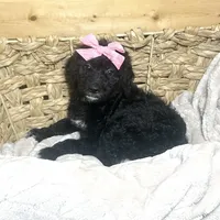 Black girl-financing available, a female Goldendoodle and Poodle - Standard  for sale in Poplar Bluff, MO – Photo 1 of 10
