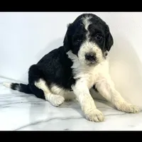 Parti girl-financing available, a female Goldendoodle and Poodle - Standard  for sale in Poplar Bluff, MO – Photo 4 of 7