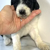 Parti girl-financing available, a female Goldendoodle and Poodle - Standard  for sale in Poplar Bluff, MO – Photo 5 of 7