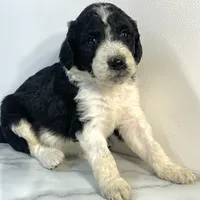 Parti girl-financing available, a female Goldendoodle and Poodle - Standard  for sale in Poplar Bluff, MO – Photo 2 of 7