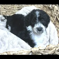 Parti girl-financing available, a female Goldendoodle and Poodle - Standard  for sale in Poplar Bluff, MO – Photo 6 of 7