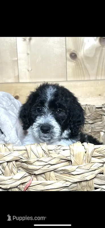 Parti girl-financing available