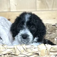Parti girl-financing available, a female Goldendoodle and Poodle - Standard  for sale in Poplar Bluff, MO – Photo 1 of 7