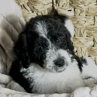 Parti girl-financing available, a female Goldendoodle and Poodle - Standard  for sale in Poplar Bluff, MO – Photo 7 of 7