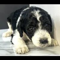 Parti girl-financing available, a female Goldendoodle and Poodle - Standard  for sale in Poplar Bluff, MO – Photo 3 of 7