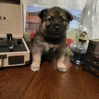 Chip, a male German Shepherd Dog and Alaskan Husky for sale in Auburn, IN – Photo 6 of 7