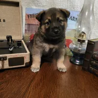 Chip, a male German Shepherd Dog and Alaskan Husky for sale in Auburn, IN – Photo 4 of 7