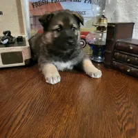 Chip, a male German Shepherd Dog and Alaskan Husky for sale in Auburn, IN – Photo 3 of 7