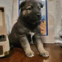 Bob, a male German Shepherd Dog and Alaskan Husky for sale in Auburn, IN – Photo 7 of 7