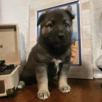 Bob, a male German Shepherd Dog and Alaskan Husky for sale in Auburn, IN – Photo 3 of 7