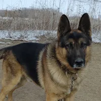 Bob, a male German Shepherd Dog and Alaskan Husky for sale in Auburn, IN – Photo 6 of 7