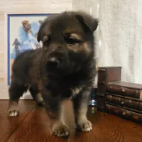 Bob, a male German Shepherd Dog and Alaskan Husky for sale in Auburn, IN – Photo 4 of 7