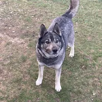 Bob, a male German Shepherd Dog and Alaskan Husky for sale in Auburn, IN – Photo 5 of 7