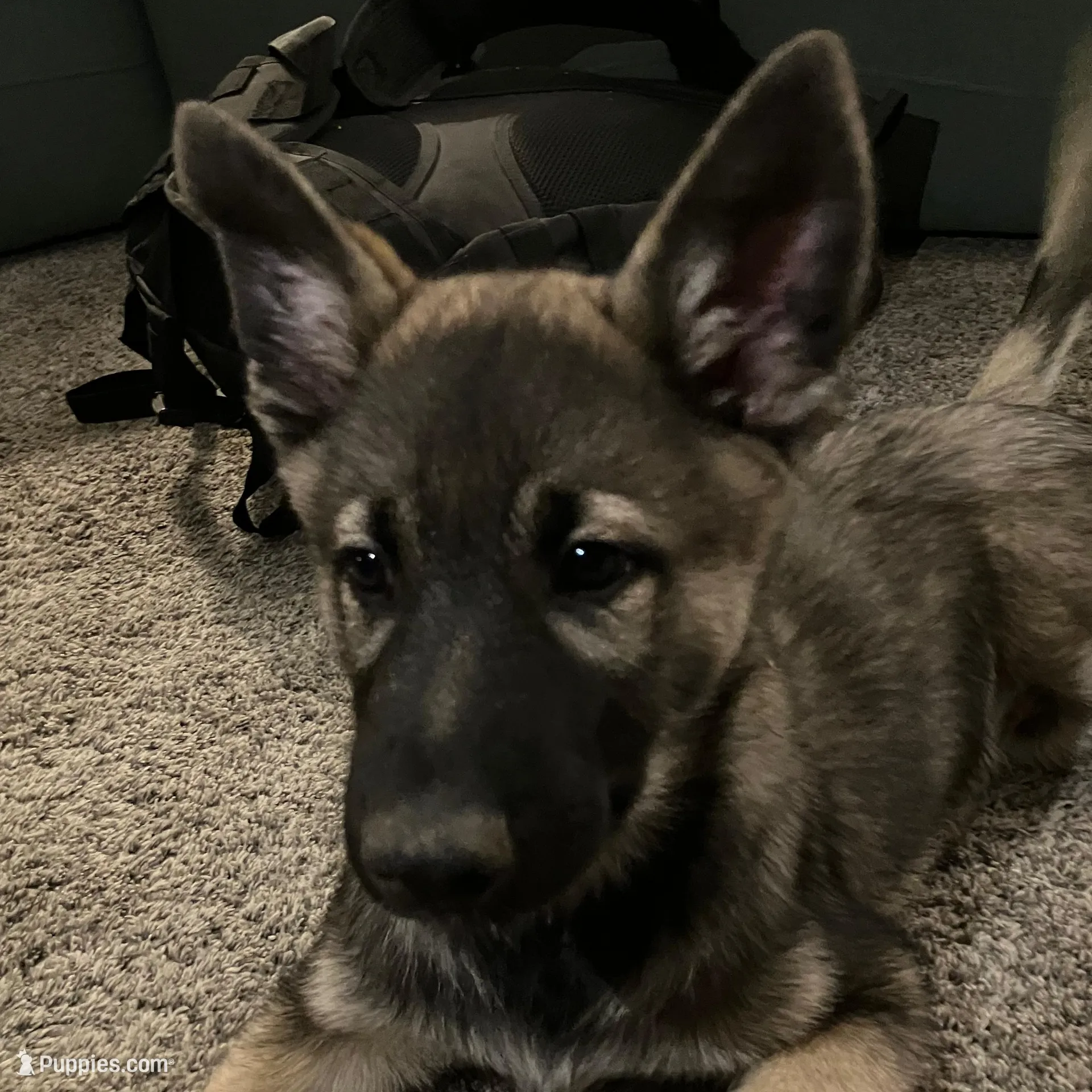 Bob, a male German Shepherd Dog and Alaskan Husky for sale in Auburn, IN – Photo 1 of 7
