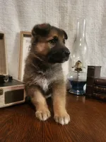 processed/511f57e6-bd9e-4e10-a19b-72433c4560b1/listing/ddf268a3-a8da-4f78-a750-eb3af587e23f/62811bdd-0585-4324-bc79-02c56943504e