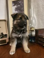 Cookie, a female German Shepherd Dog and Alaskan Husky for sale in Auburn, IN – Photo 1 of 6