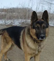 Cookie, a female German Shepherd Dog and Alaskan Husky for sale in Auburn, IN – Photo 6 of 6