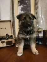 Cookie, a female German Shepherd Dog and Alaskan Husky for sale in Auburn, IN – Photo 2 of 6