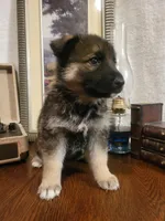 Cookie, a female German Shepherd Dog and Alaskan Husky for sale in Auburn, IN – Photo 3 of 6