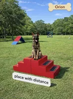 Orion, a male Belgian Malinois for sale in Clermont, FL – Photo 7 of 9