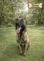 Orion, a male Belgian Malinois for sale in Clermont, FL – Photo 8 of 9