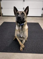 Orion, a male Belgian Malinois for sale in Clermont, FL – Photo 5 of 9