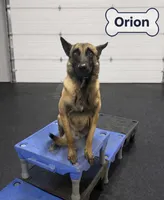 Orion, a male Belgian Malinois for sale in Clermont, FL – Photo 2 of 9