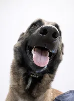 Orion, a male Belgian Malinois for sale in Clermont, FL – Photo 3 of 9