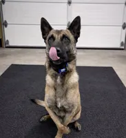 Orion, a male Belgian Malinois for sale in Clermont, FL – Photo 6 of 9