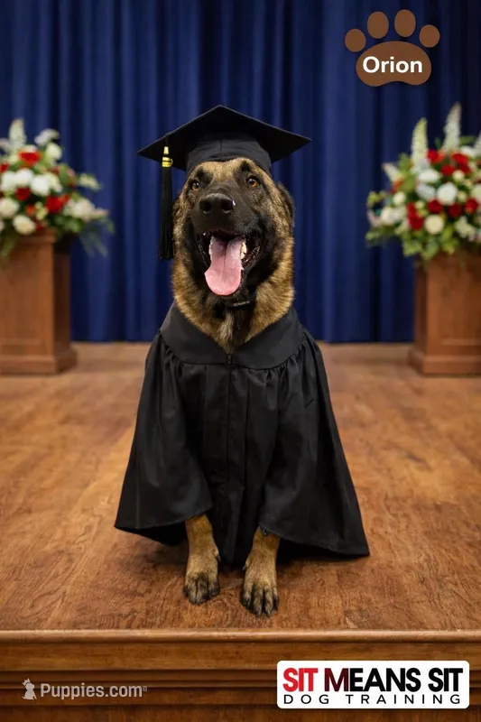 Orion – Belgian Malinois puppy for sale in Clermont, FL