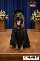 Orion, a male Belgian Malinois for sale in Clermont, FL – Photo 1 of 9